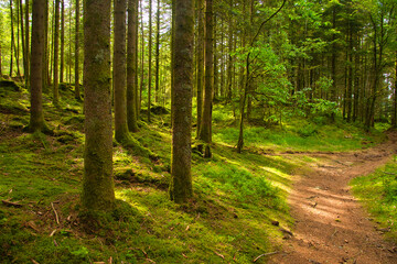 Fototapeta na wymiar Wald in den Vogesen nahe La Bresse