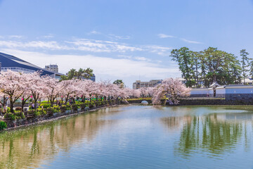 水辺の桜並木と街