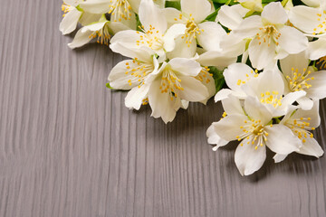 Beautiful blooming jasmine with green leaves on a grey wooden background.