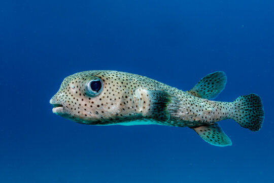 Spot-fin porcupinefish, diodon hystrix, in Maldives