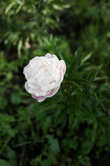 Peonies among the beds of a flower farm. Large fragrant flower buds. Gardening and nature