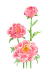 simple sketch of pink flowers. watercolor painting