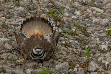 Close up of a Kildeer common large Plover protecting the nest