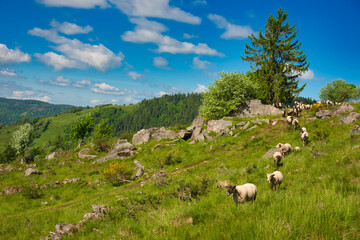 Fototapeta premium Schafherde in den Höhen von La Bresse in den Vogesen