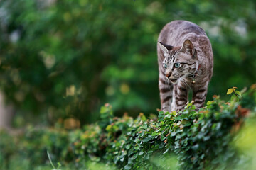 Lovely gray cat walking at outdoor