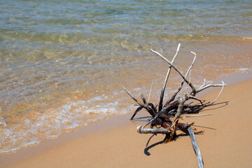 driftwood on the beach