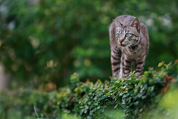 Lovely gray cat walking at outdoor