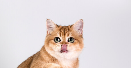 A hungry ginger cat looks at you, stuck out its tongue, licks its lips. Isolate on a white background. Studio light. Portrait.