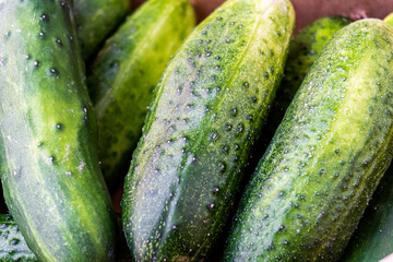 Close-up of some fresh and organic cucumbers.