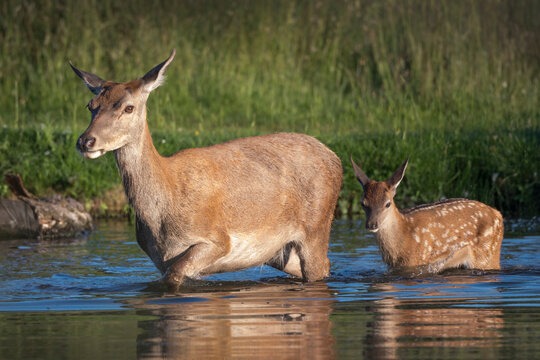 Female deer and fawn