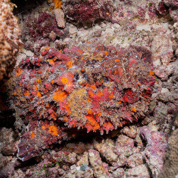 Synanceia verrucosa, reef stonefish, in Maldives. Stonefish are one of the most venomous creatures on Earth.