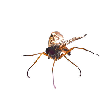 puffer fly, flies of the empididae family, dipteran predatory insect isolated on white background