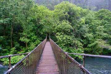 Fototapeta na wymiar Suspension bridge in the forest