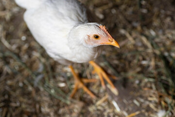Curious white chicken inside a chicken coop looking up