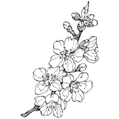 Hand drawn Sakura floral logo, frame, border, promo element. Brand emblem template. Minimalistic monogram. Rustic elegant trademark or logotypes background.