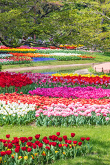 水辺のチューリップ