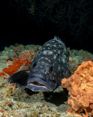 Whitespotted grouper (Epinephelus coeruleopunctatus), in Maldives
