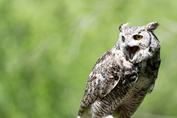 Great Horned Owl