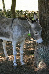 donkey in france