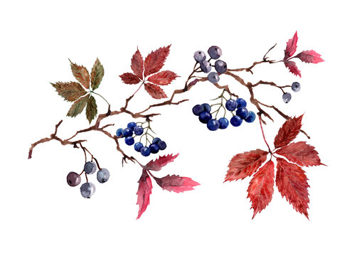  Branch of wild grapes with red autumn leaves and bunches of blue berries. Watercolor botanical illustration for cards, packaging, wrapping, print, textile.