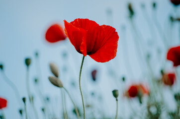 Moody selective focus of isolated elegant red poppy flower growing in a field of wild red poppies bokeh background against pastel blue sky