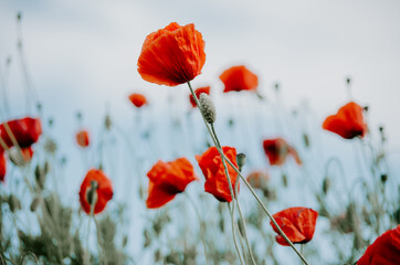 Moody selective focus of elegant red poppy flowers growing interlaced in a field of wild red poppies bokeh background against pastel blue sky
