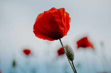 Gorgeous delicate close up of red poppy in the wind with bokeh red poppies and blue moody sky background