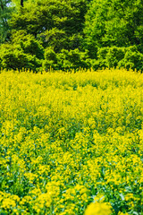 菜の花畑