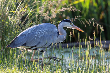 Grey heron with eye on a fish
