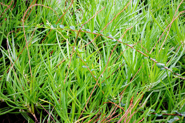 Green grass close-up. The lawn.