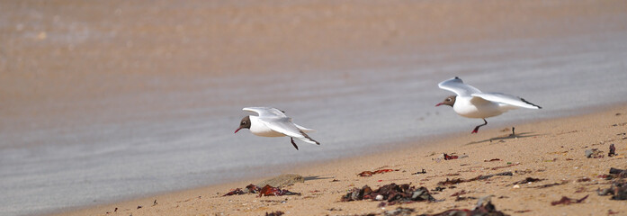 Mouette rieuse