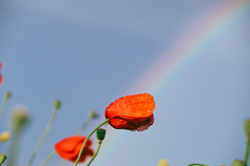 Low angle poppy flower with rainbow