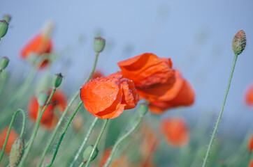 Close up of red poppy flowers with rain drops, during windy summer shower, on cloudy moody sky background
