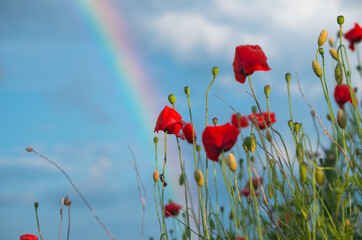 Fairy tale like landscape scenery: poppy field against blue sky with fluffy clouds and rainbow, lit by sunset light, with drops of summer rain