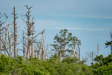 A few tall evergreen trees cling on to life in the wet marsh soil and mud as the ocean winds blow in salty air, shrubs and bushes thrive on the dunes as the forest dies back and becomes driftwood