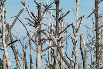 Close up of dried high branches of dead ever green pine tree trunks sticking up out of the salty ocean side swamp, home to woodpeckers attempting to get bugs out of the dead wood cavities