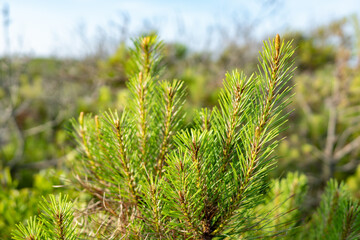 Growing tip of an evergreen conifer in the loblolly scrub pine family common on beach dunes with...