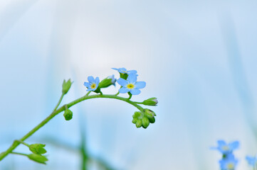 myosotis cespiteux
