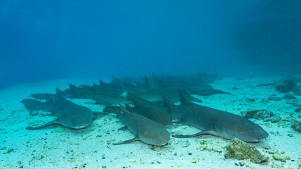 Tawny nurse sharks (Nebrius ferrugineus)  resting on the bottom, Maldives