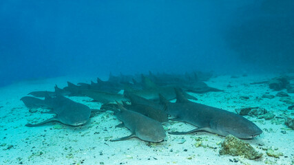 Fototapeta premium Tawny nurse sharks (Nebrius ferrugineus) resting on the bottom, Maldives