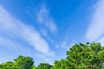 新緑の木と雲
