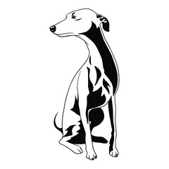 Peeking Dog - Italian Grayhound breed - head isolated on white