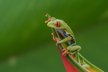 Red-eyed Tree Frog