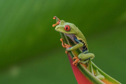 Red-eyed Tree Frog © Gordon