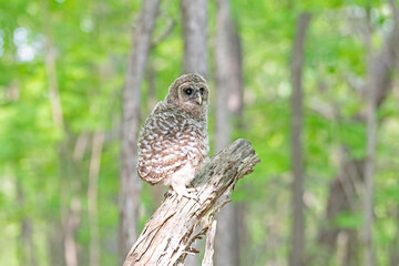 Newly fledged barred owlet standing on a downed tree in a forest