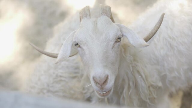 white goat close - up in nature