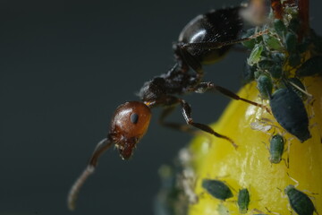 Ants and colony of aphids on a small berry of a plant.A small yellow fruit attacked by sap sucking aphids. Close up shot.  Italy. 