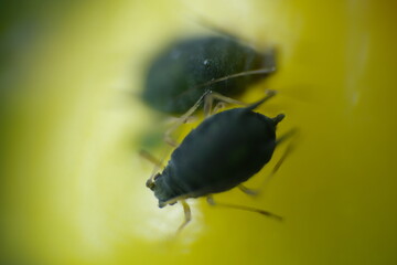 Aphids on a small berry of a plant.A small yellow fruit attacked by sap sucking aphids. Close up shot.  Italy. 