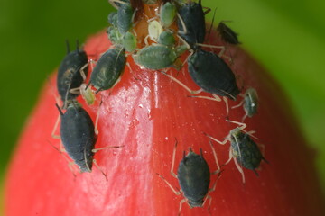 Colony of aphids on a small berry of a plant.A small red fruit attacked by sap sucking aphids....