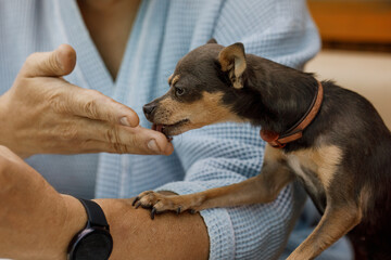 A man in a robe feeds a little dog with cookies. Rest in the country on a warm summer day. Pets in nature.